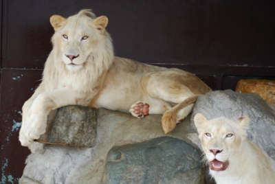 ホワイトライオンとホワイトタイガーって 新着情報 秋吉台自然動物公園 サファリランド