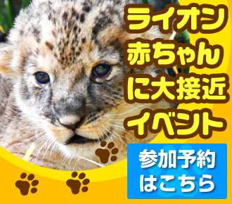 ライオンの赤ちゃん大接近イベント参加予約