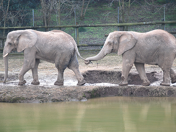 動物図鑑 秋吉台自然動物公園 サファリランド